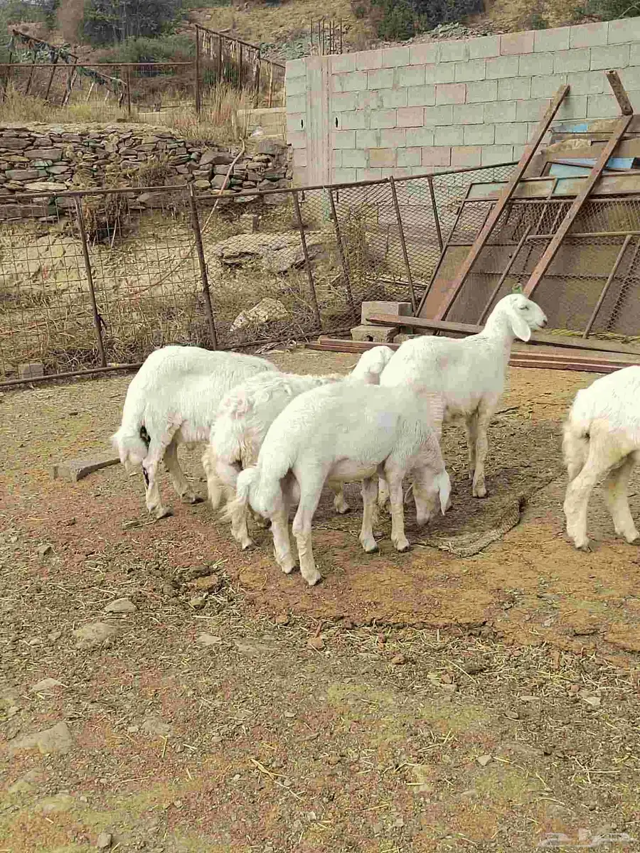 شبك ابو مشعل البرتاوي لبيع المواشي 0