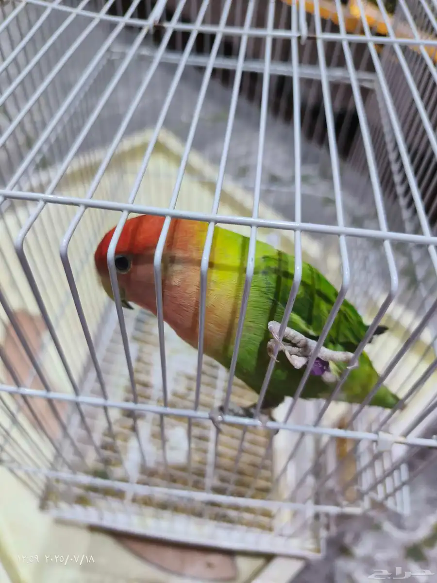 روز للبيع 1