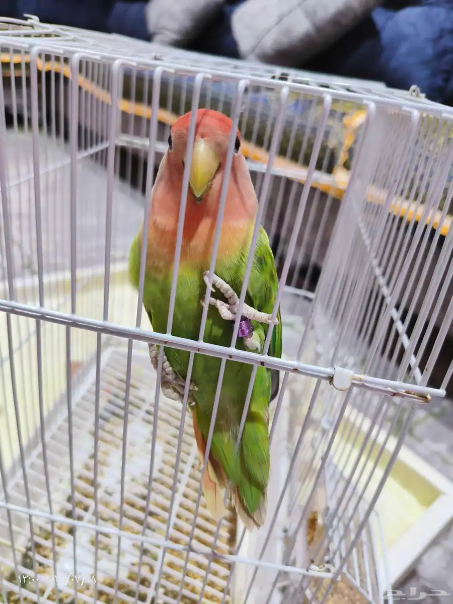روز للبيع 0