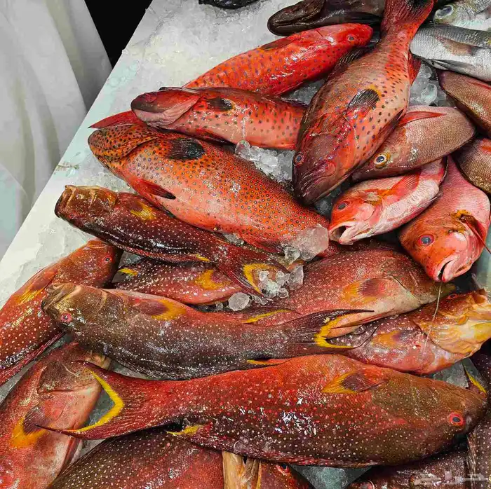 اسماك طازجه يومي فاخره 7