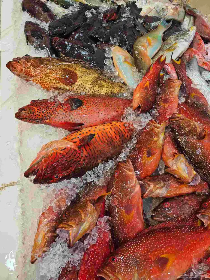 اسماك طازجه يومي فاخره 8