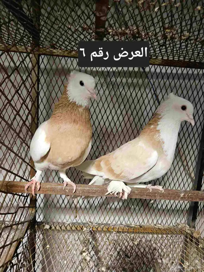 حمام منوع للبيع 22