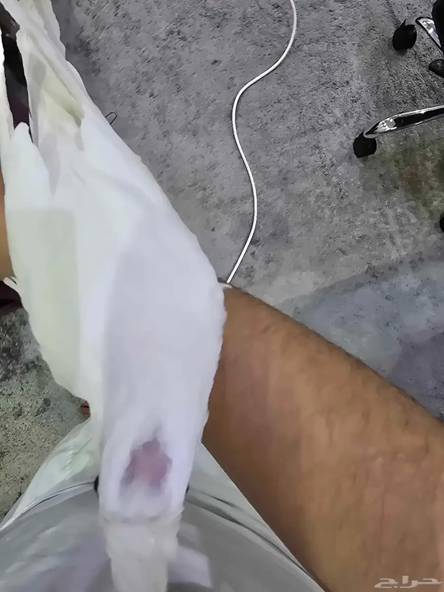 كروان البينو فرخ عمره 4 شهور 2