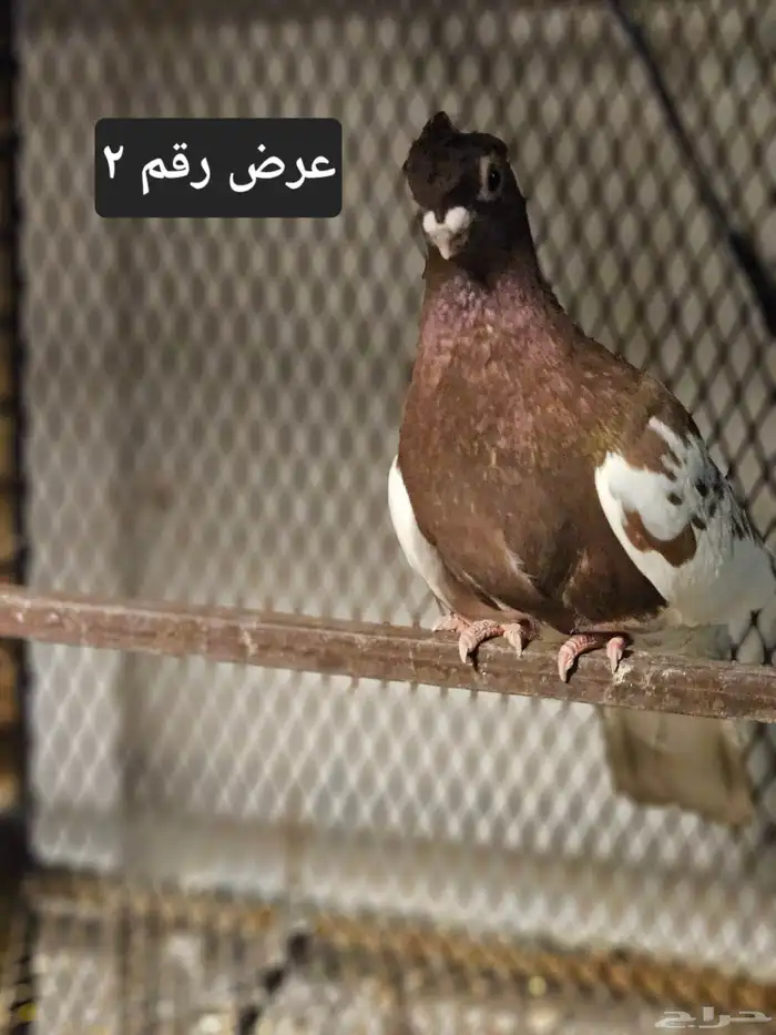 حمام منوع للبيع 10