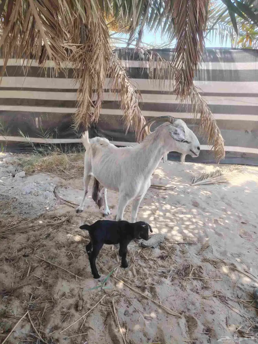 معزه بيشيه مع بنتها 0