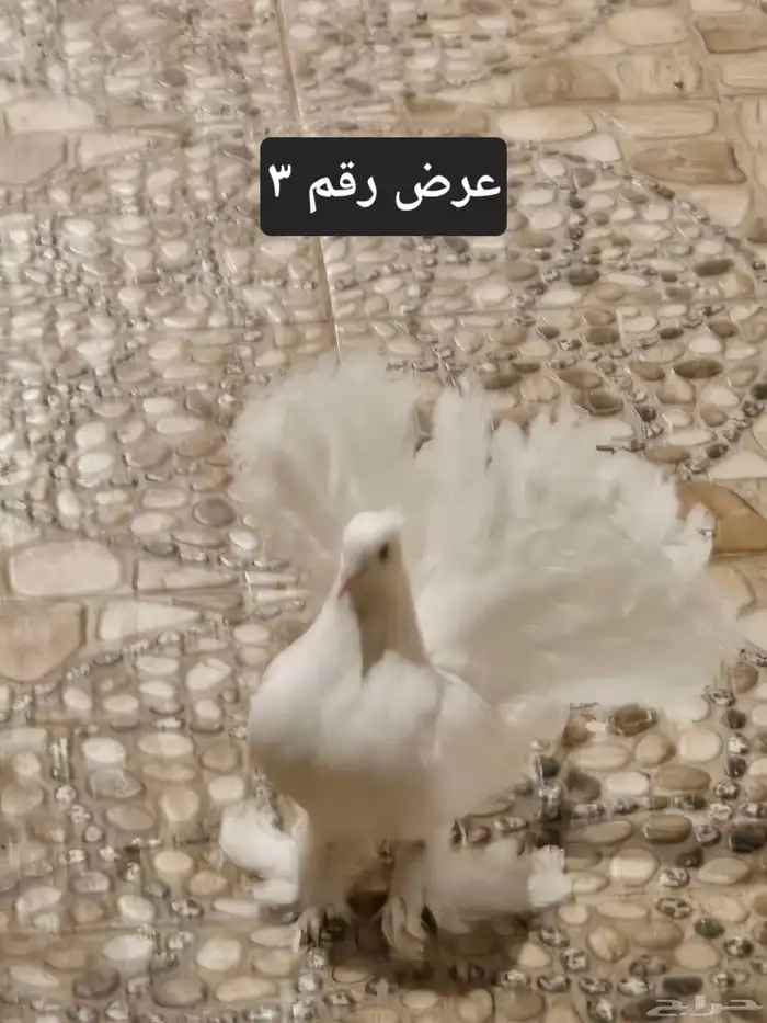 حمام منوع للبيع 13
