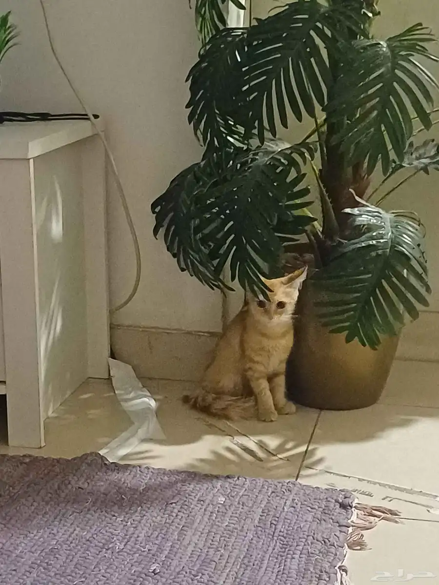 قطط صغيرة 0