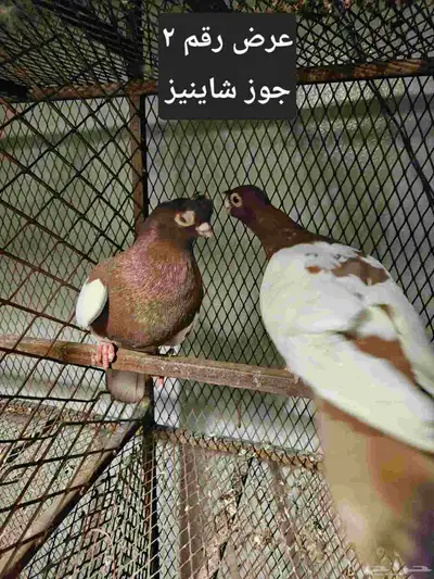 حمام منوع للبيع index