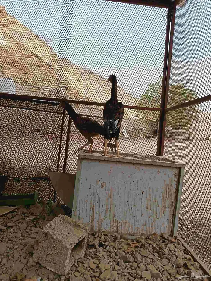 دجاج سندي 3