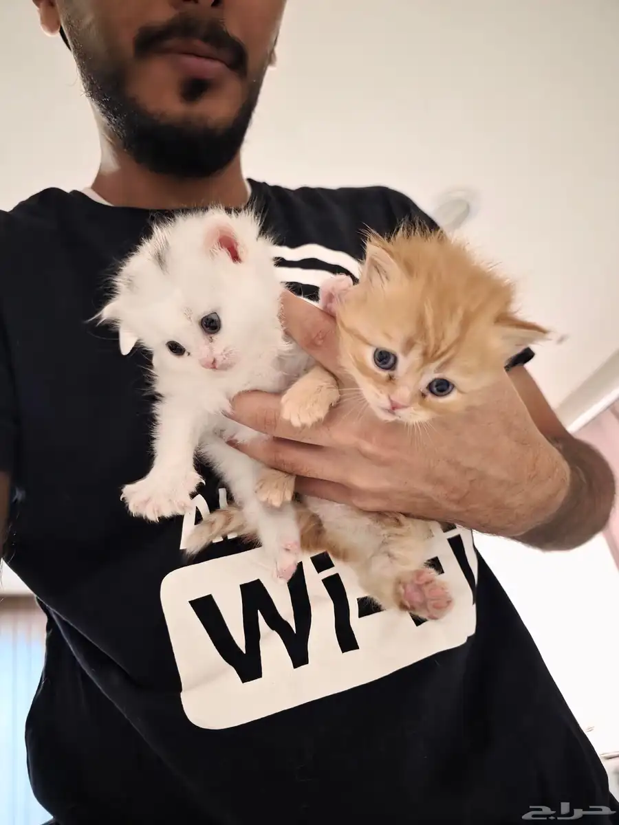 قطط (ام شيرازيه واب سكوتش) 4