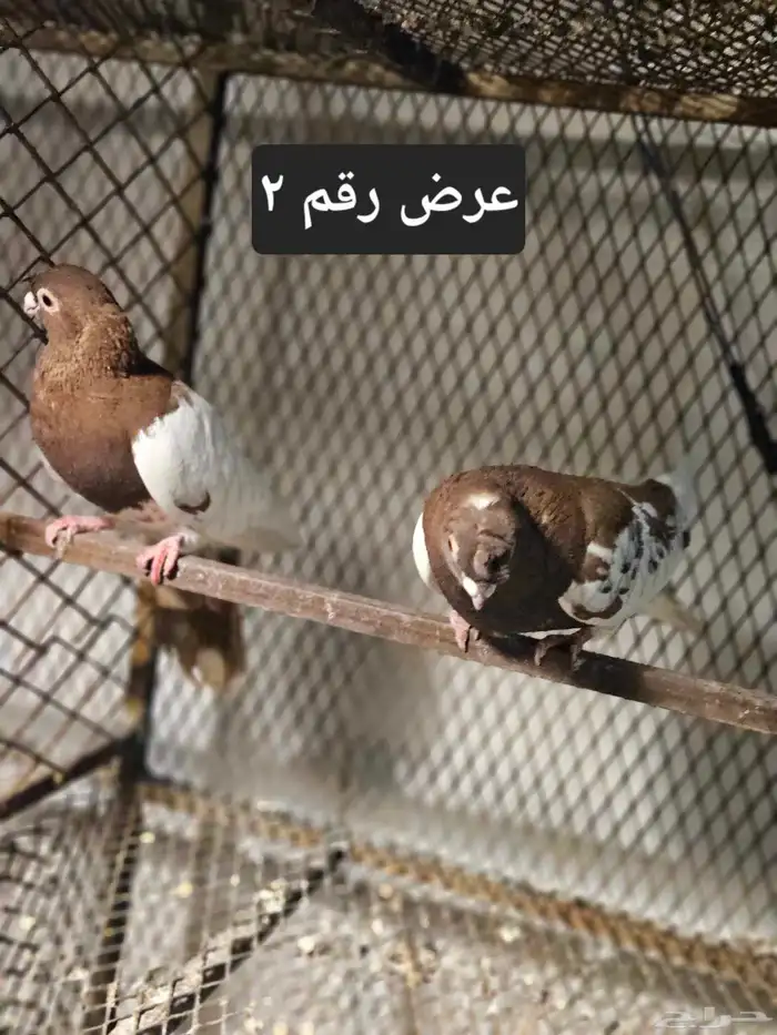 حمام منوع للبيع 11