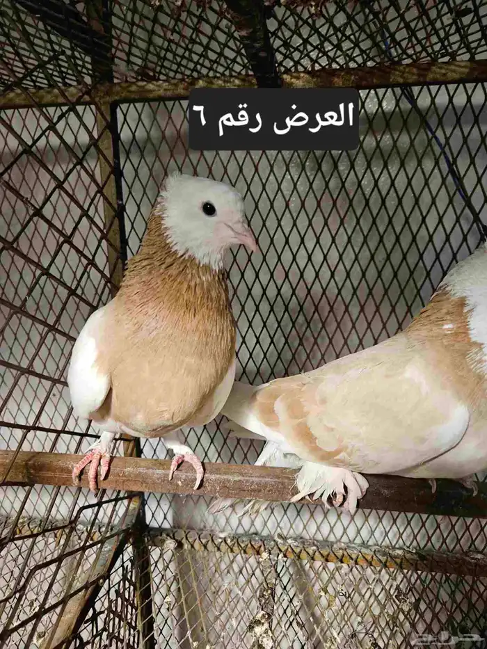 حمام منوع للبيع 21