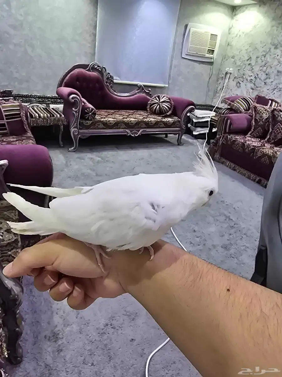 كروان البينو فرخ عمره 4 شهور 1