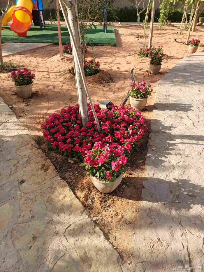 مزارع وتنسيق الحدائق للفلل والاسترحات في الرياض 3