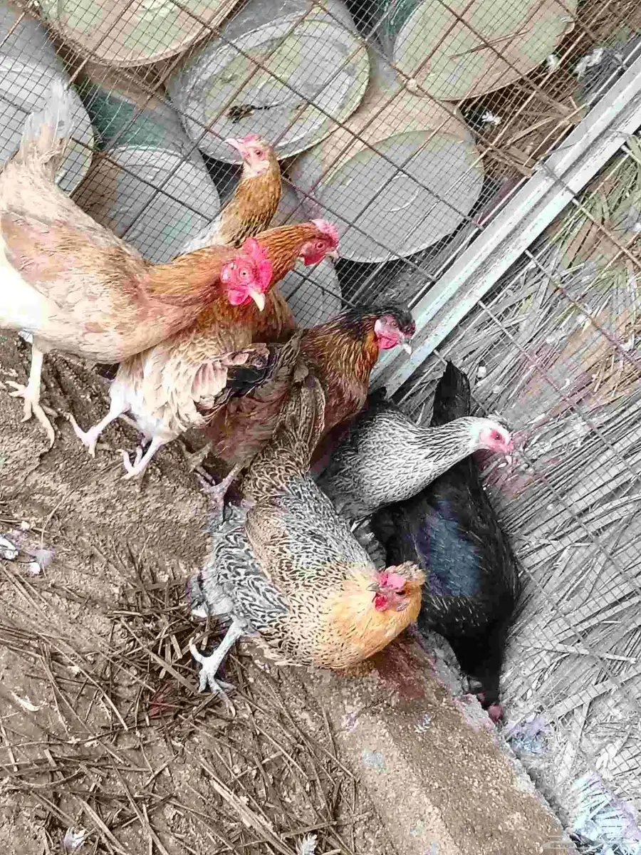 دجاج بياض شرط صحه نظيف الموقع البكيرية العدد 7 3