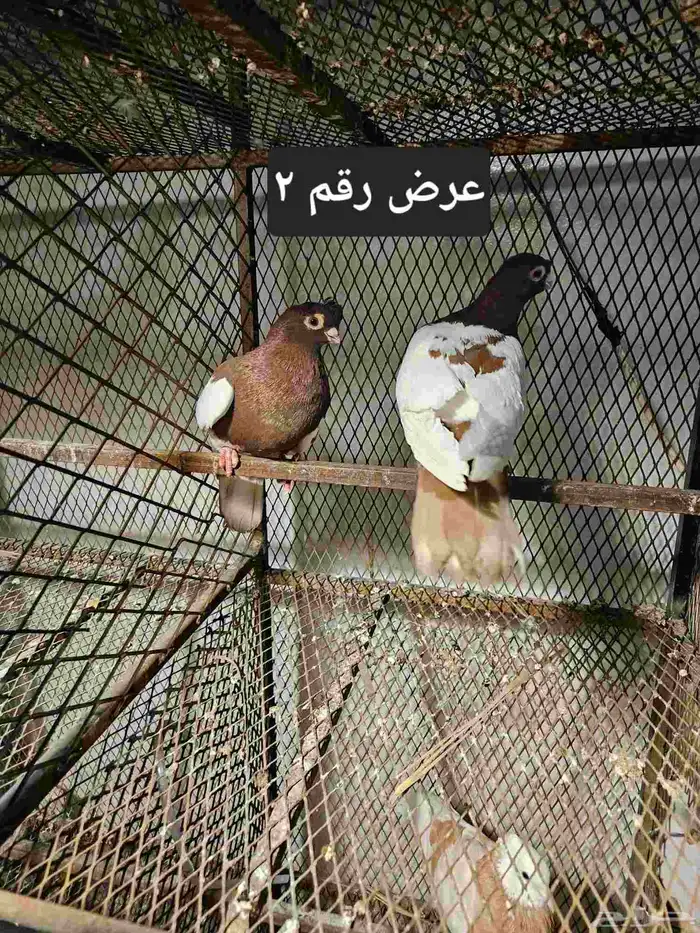 حمام منوع للبيع 6