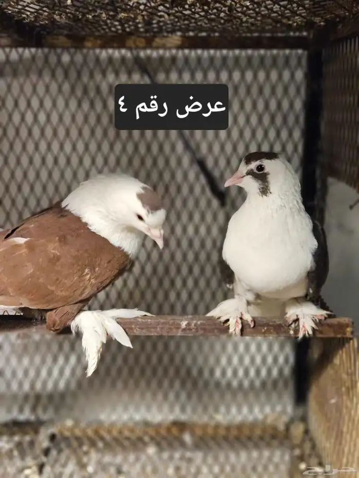 حمام منوع للبيع 20