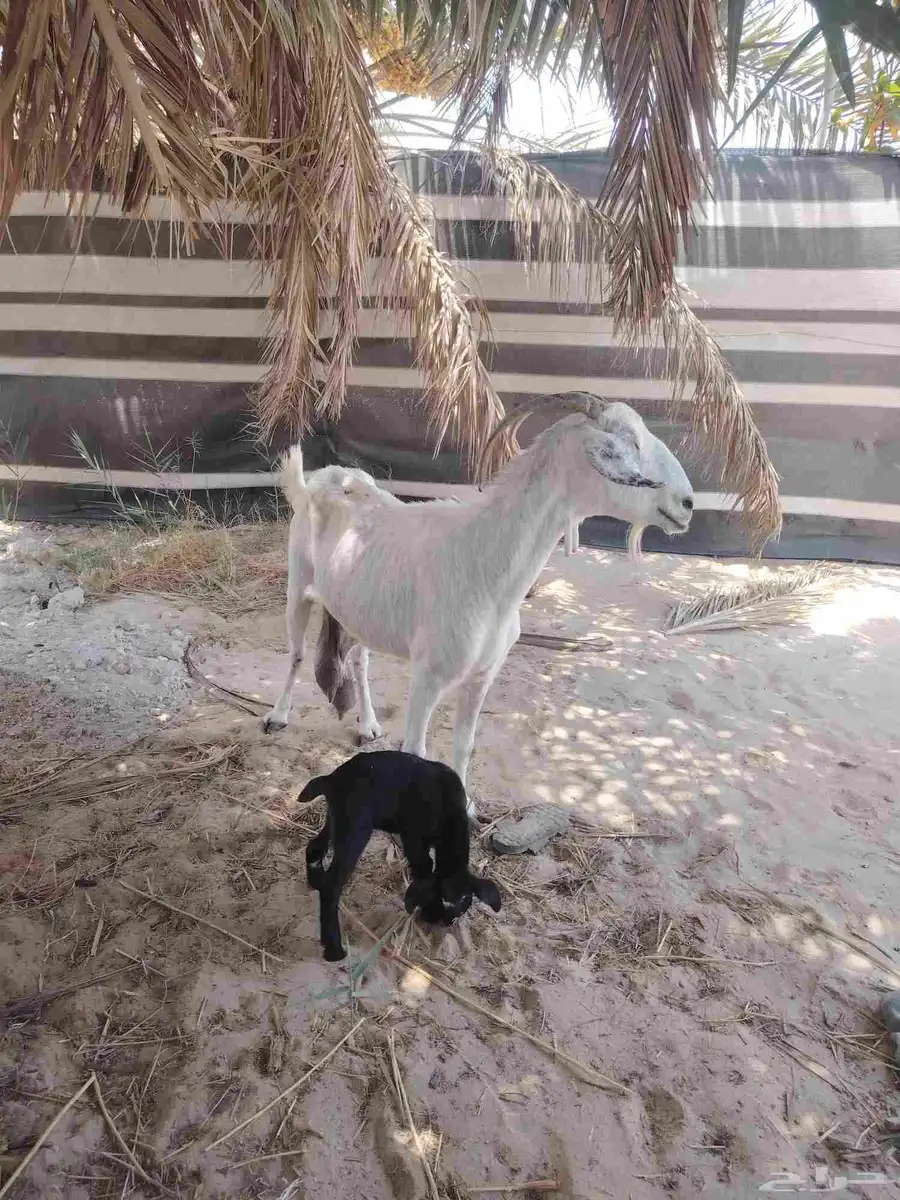 معزه بيشيه مع بنتها 3