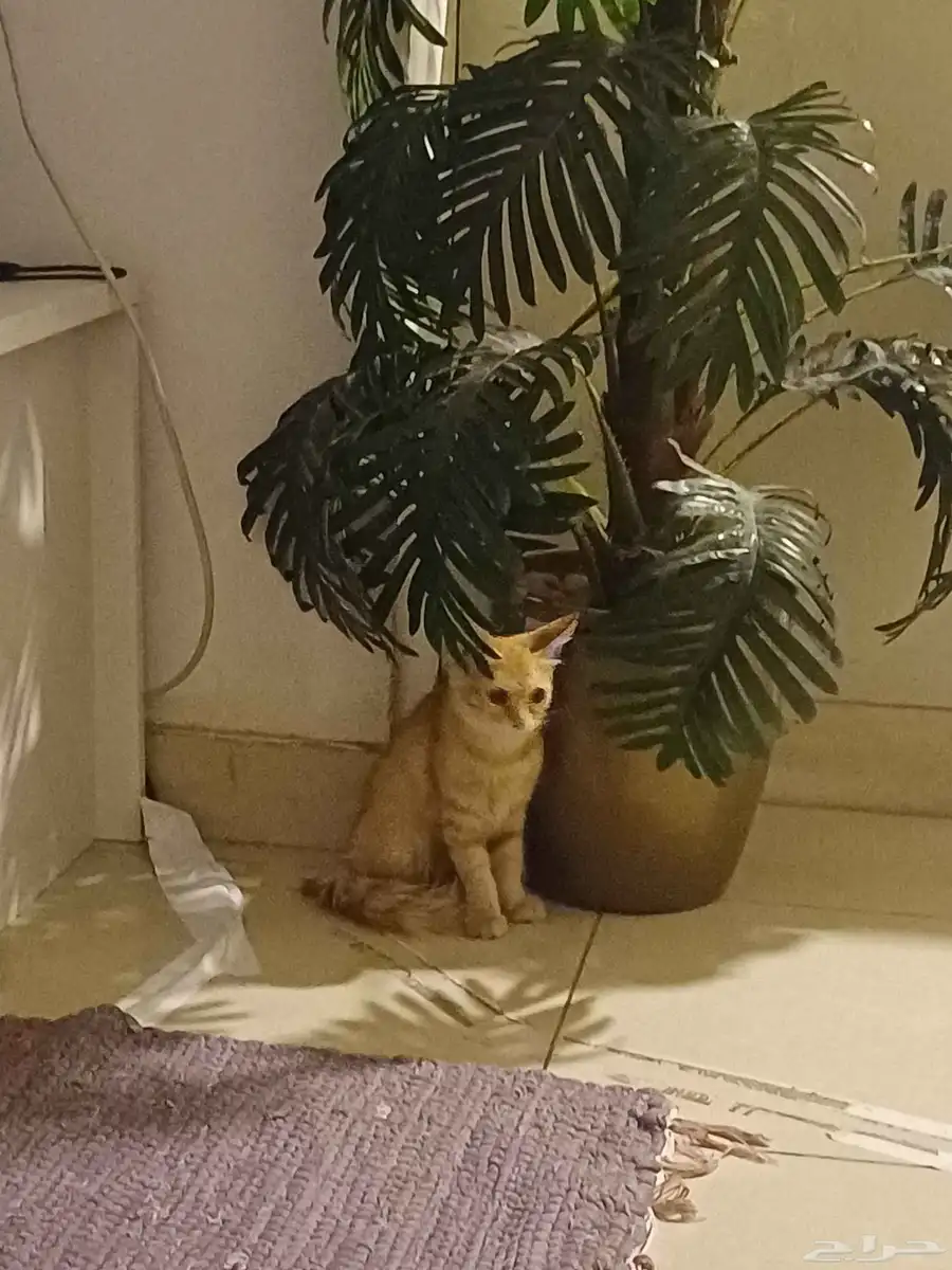 قطط صغيرة 1