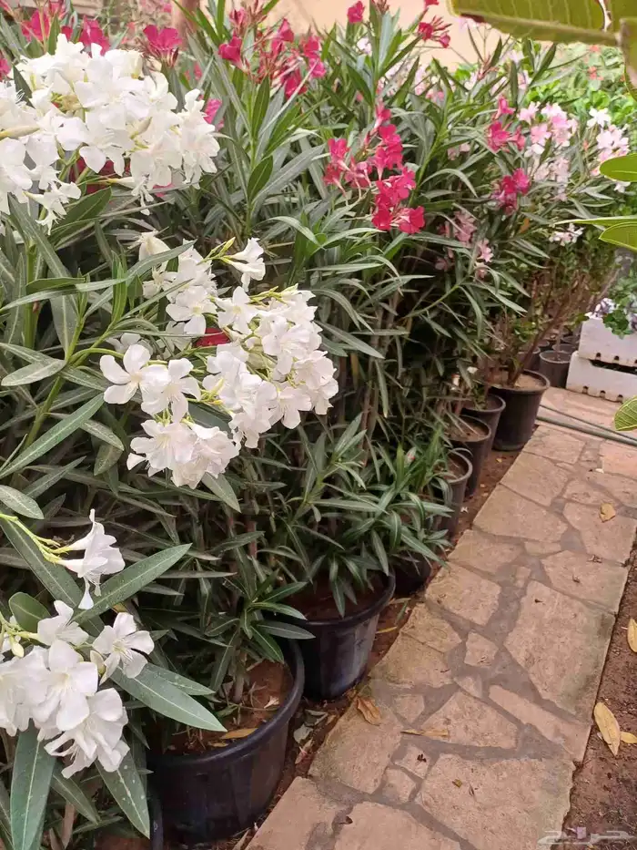 مزارع وتنسيق الحدائق للفلل والاسترحات في الرياض 7