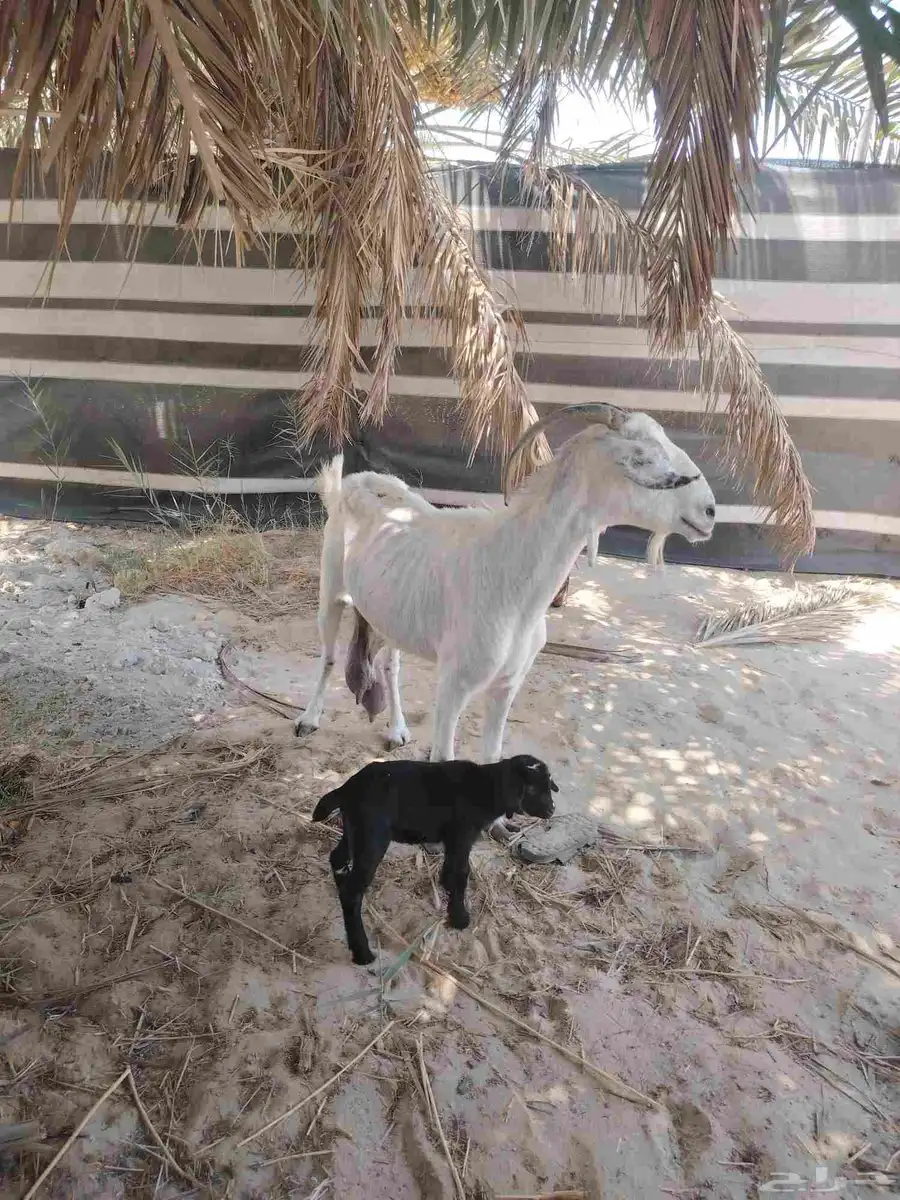 معزه بيشيه مع بنتها 2