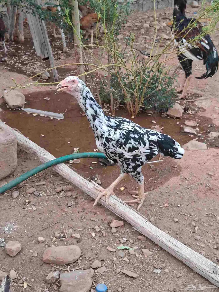 دجاج سندي توب التوب 1
