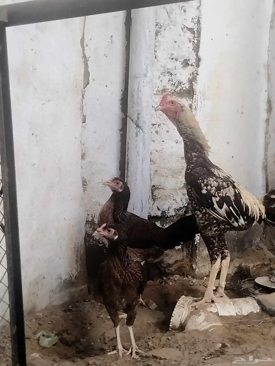 ديك كويتي للبيع ما شاء الله العمر سنه تربيه 0