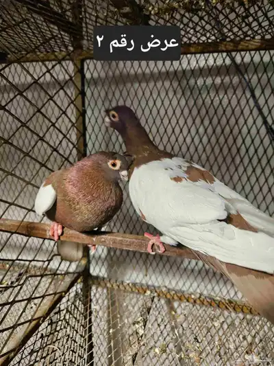 حمام منوع للبيع index