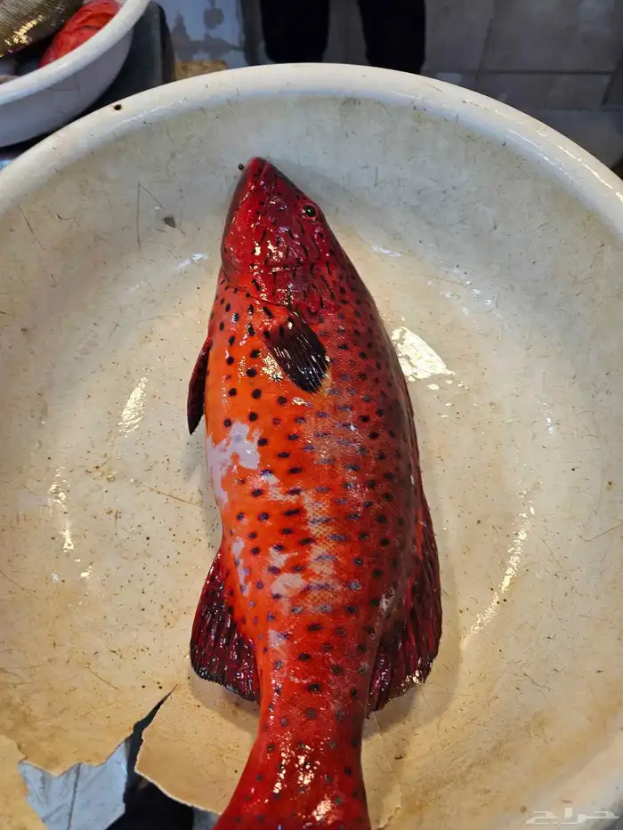 اسماك طازجه يومي فاخره 6