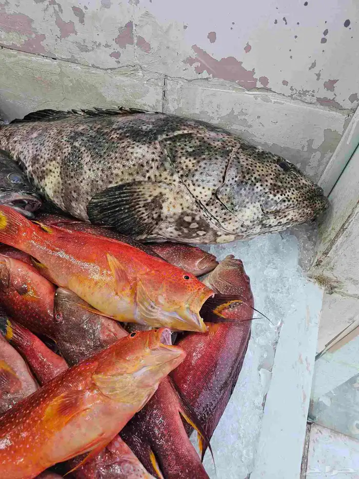 اسماك طازجه يومي فاخره 0