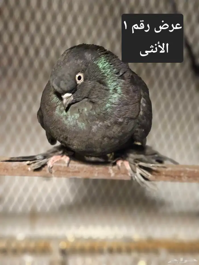 حمام منوع للبيع 1