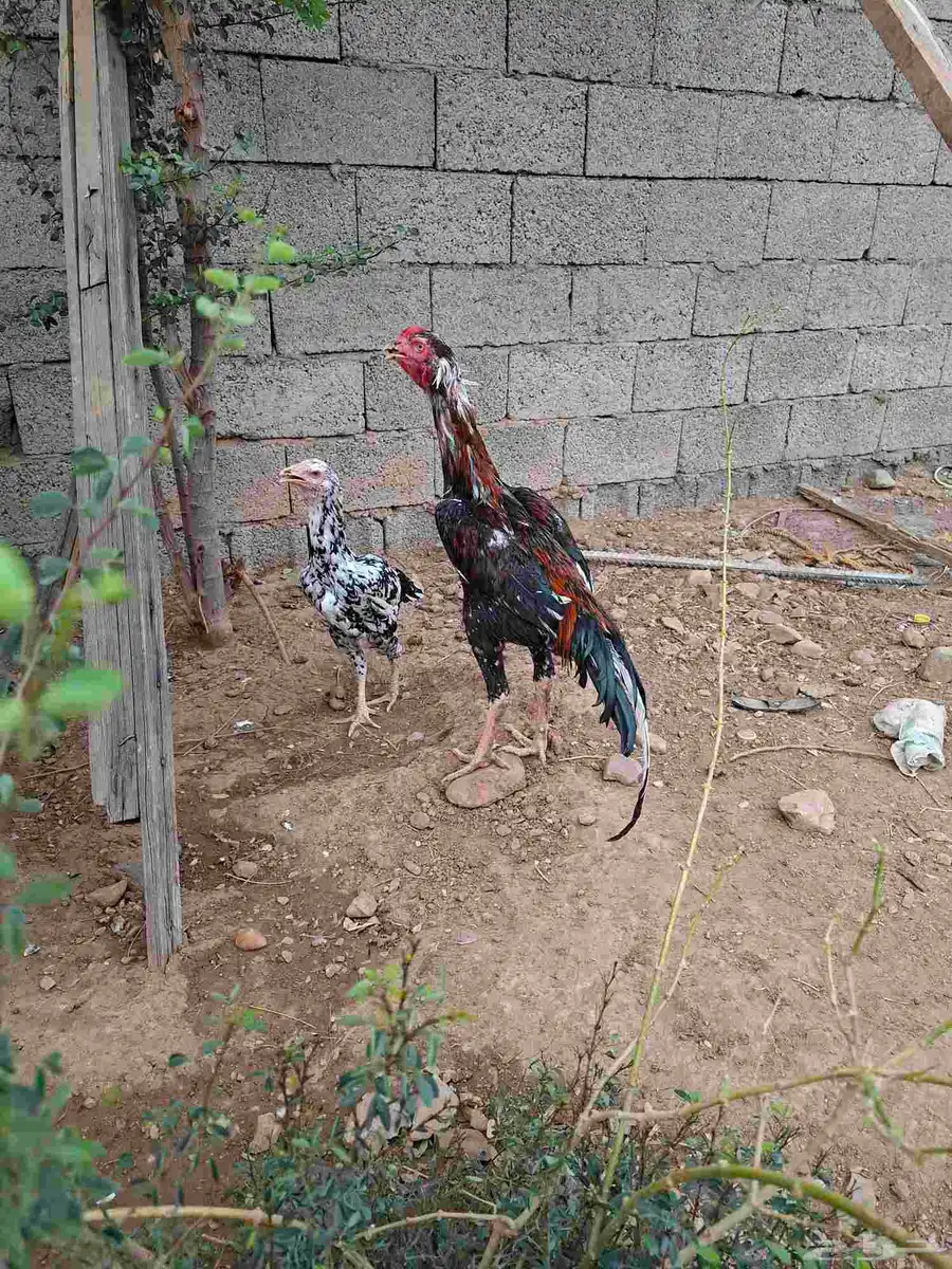 دجاج سندي توب التوب 7