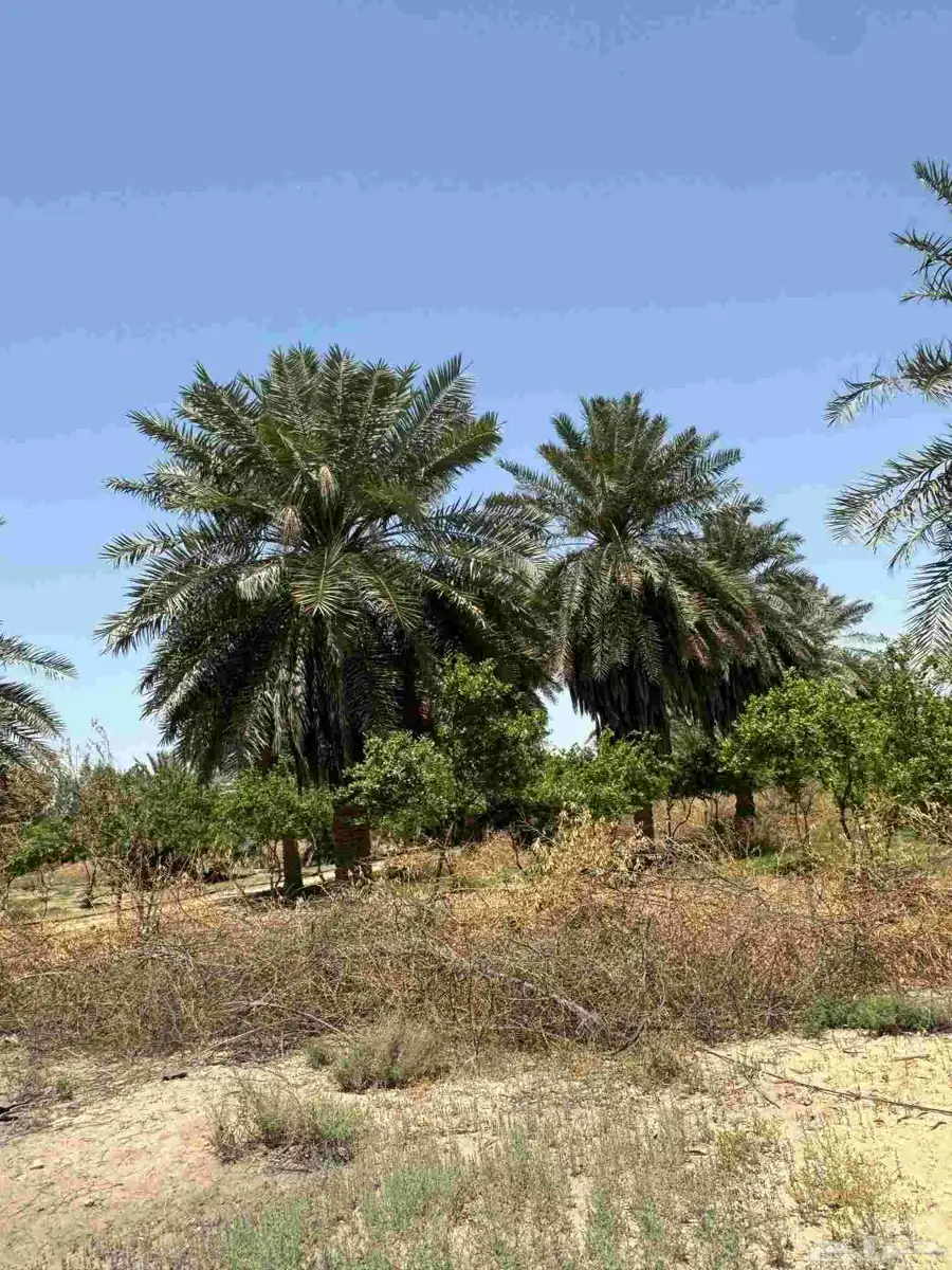 ارض زراعي للبيع الجبيل الصناعيه 1