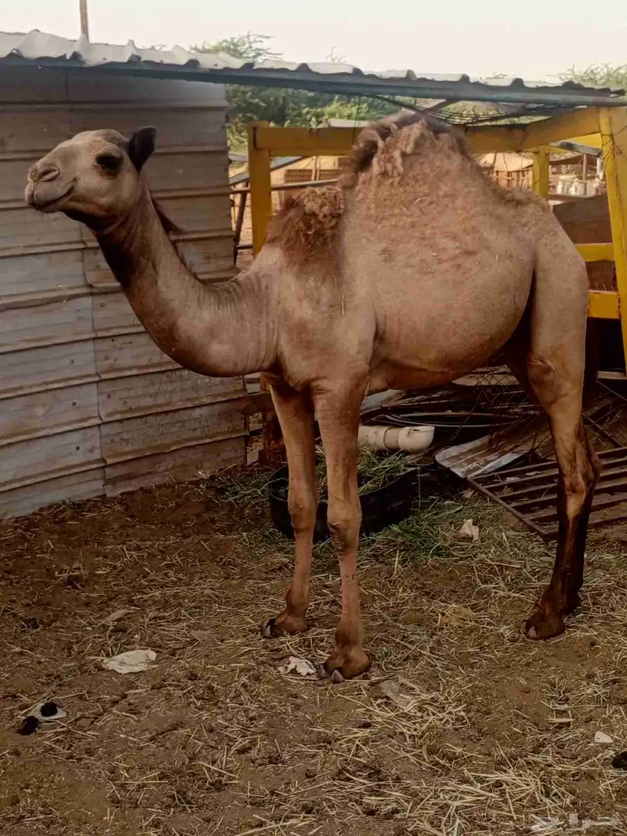 قعود بلدي 2