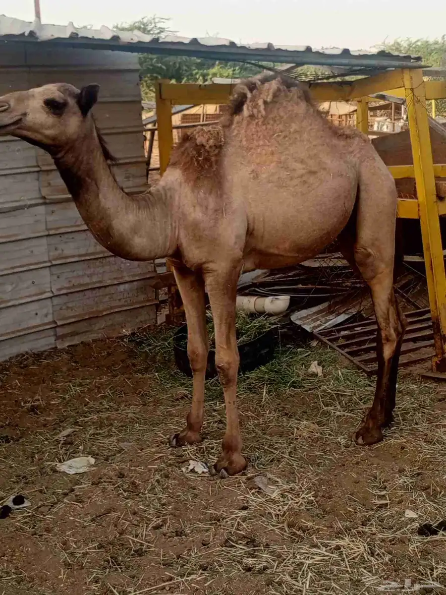 قعود بلدي 0