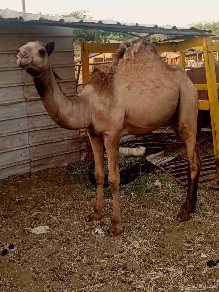قعود بلدي 3