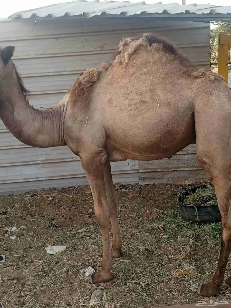 قعود بلدي 1