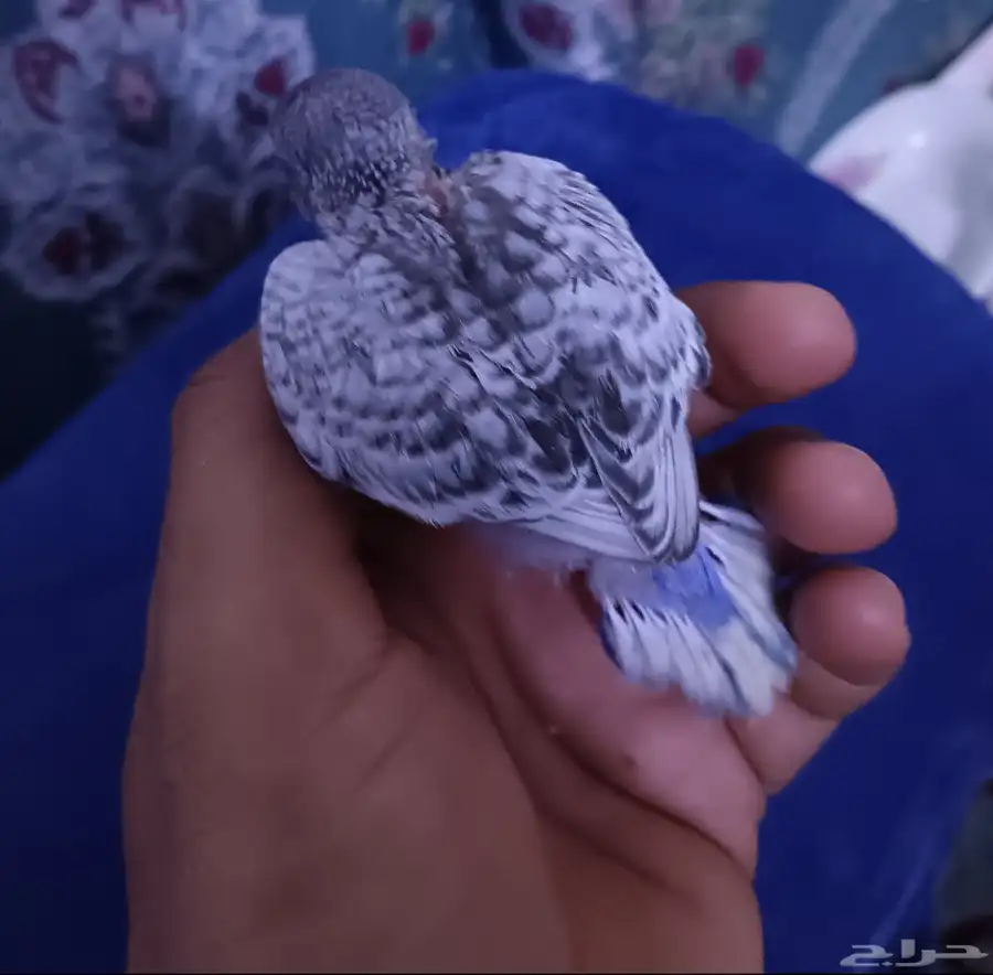 فرخ بادجي غر 1
