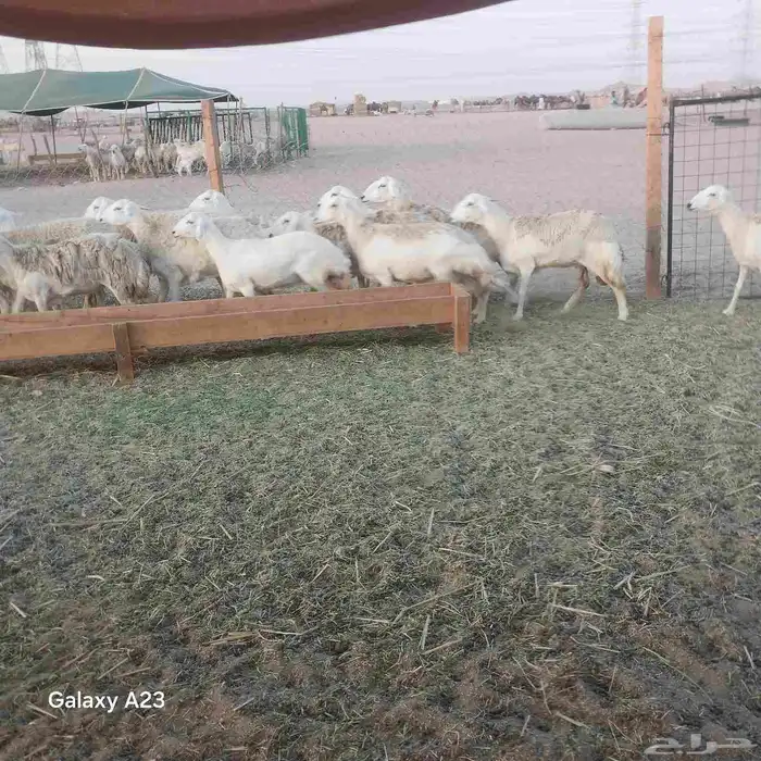 أعرض لكم غنم حريات خلفات وجنب طيبه 3