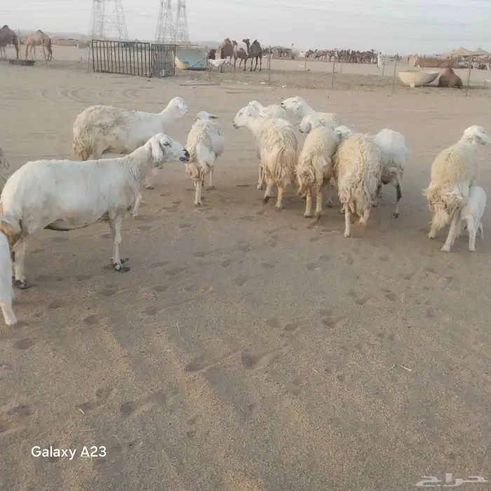 أعرض لكم غنم حريات خلفات وجنب طيبه 9