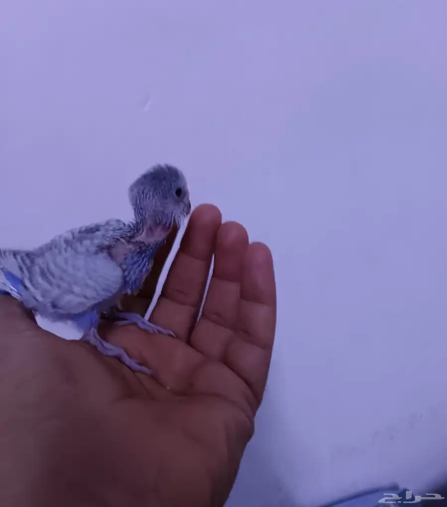 فرخ بادجي غر 3
