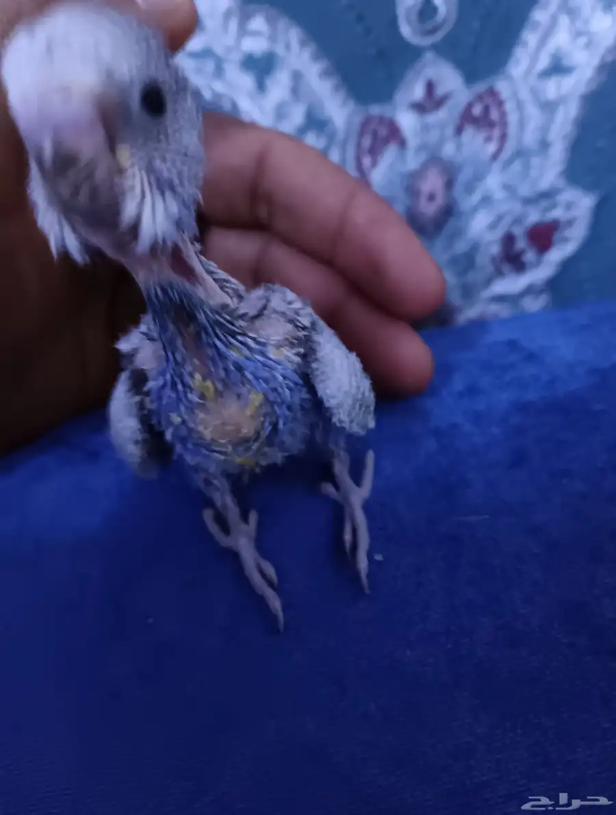 فرخ بادجي غر 0