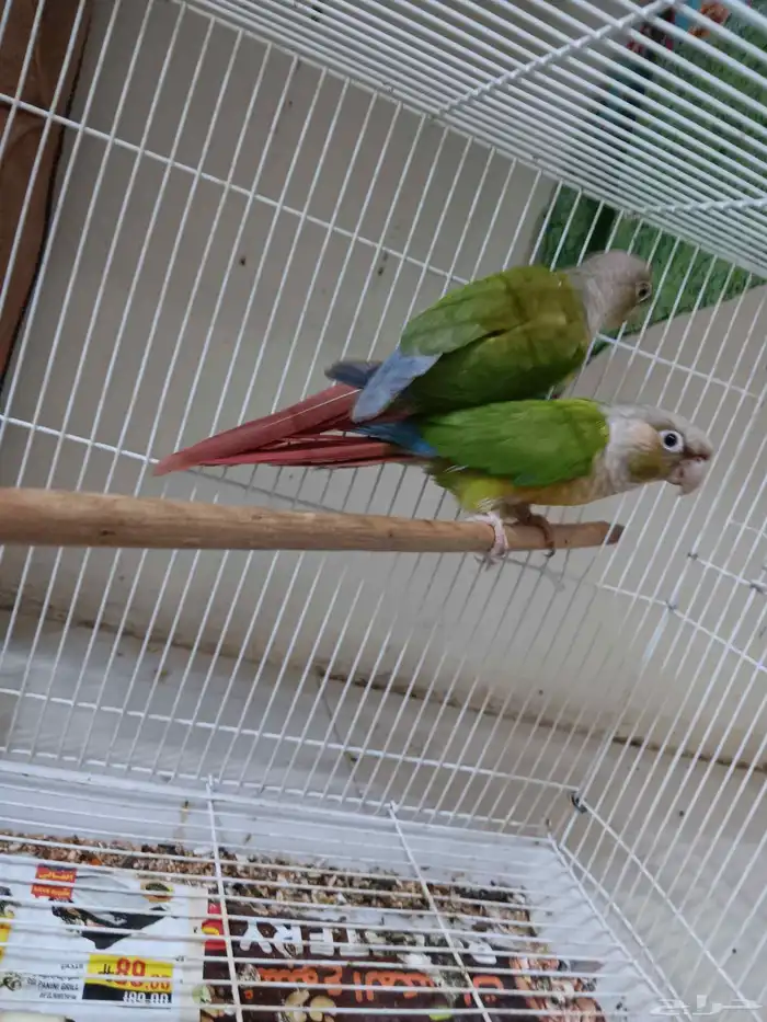 كنيور أناناس للبيع 2