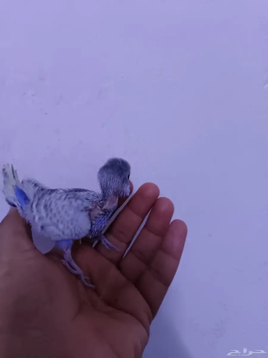 فرخ بادجي غر 2