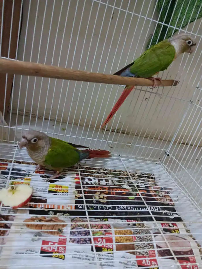 كنيور أناناس للبيع 0