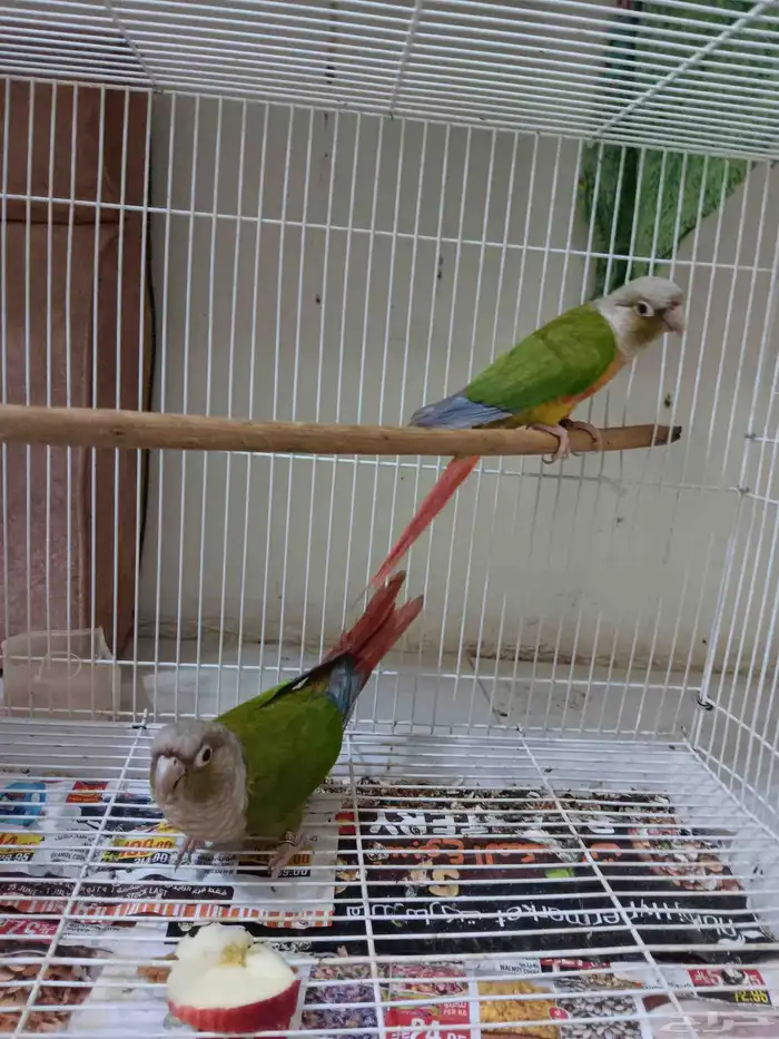 كنيور أناناس للبيع 1