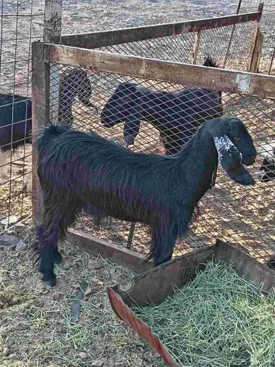 جفره سمين فال الفل 0