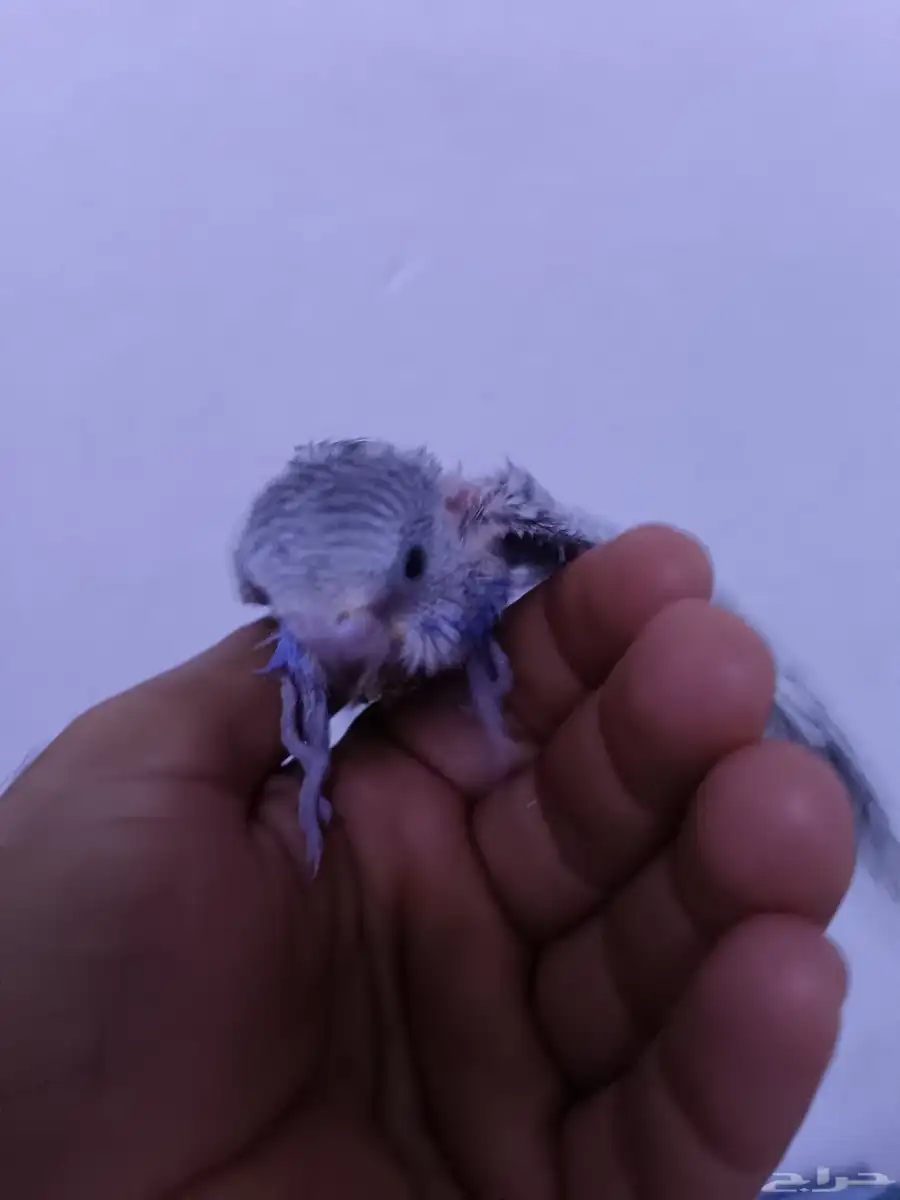 فرخ بادجي غر 4