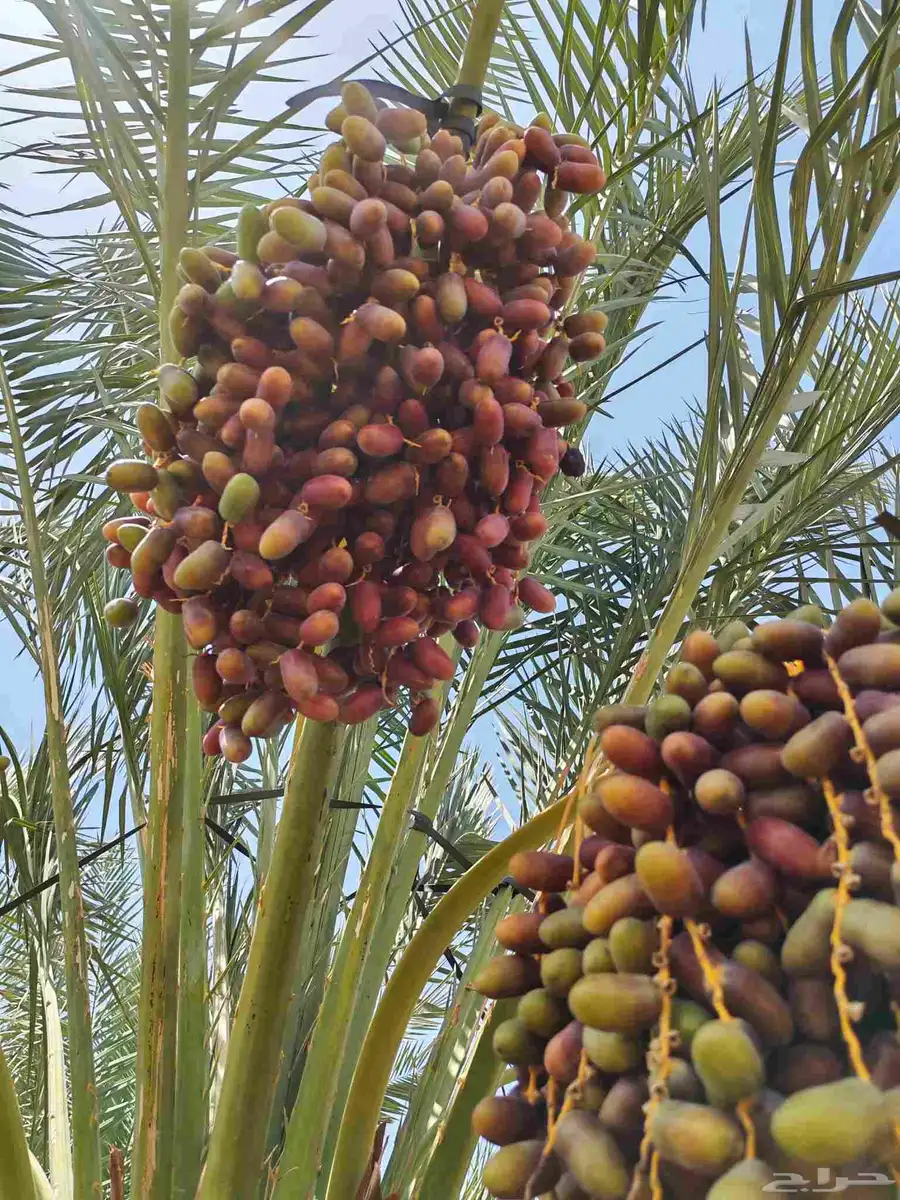 مزرعه للبيع مثمره مزرعه واحده المليليح 2
