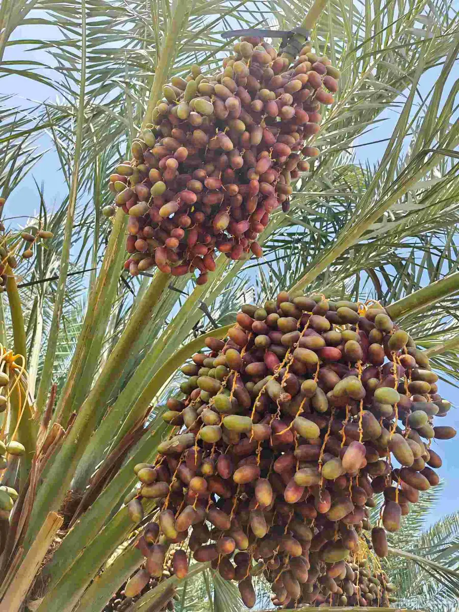 مزرعه للبيع مثمره مزرعه واحده المليليح 3